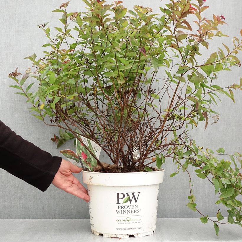 Spécimen de Spirée japonaise Double Play Doozie - Spiraea japonica Pot de 7,5L/10L tel que livré en automne