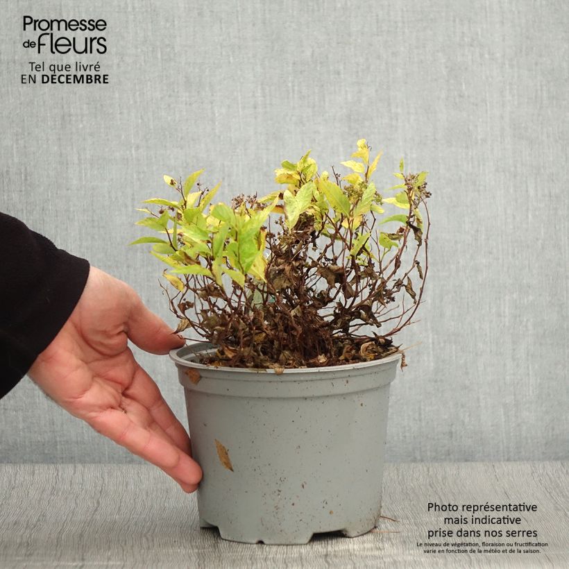Spécimen de Spirée japonaise Double Play Gold - Spiraea japonica Pot de 2L/3L tel que livré en automne