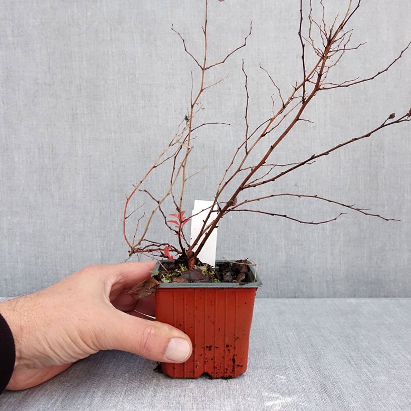 Spécimen de Spirée japonaise Firelight- Spiraea japonica Godet de 8/9 cm tel que livré en automne