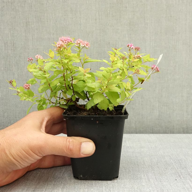 Spécimen de Spirée japonaise Goldmound -  Spiraea japonica Godet de 8/9 cm tel que livré en été
