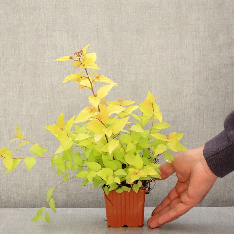 Spécimen de Spirée japonaise Goldmound -  Spiraea japonica Godet de 8/9 cm tel que livré au printemps