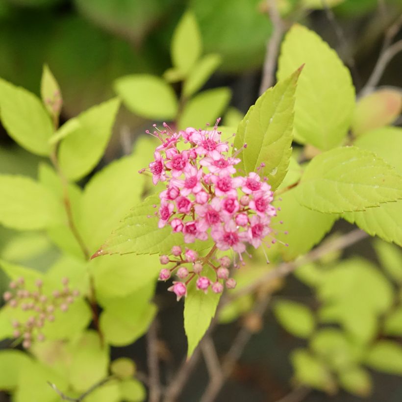 Spirée japonaise Goldmound -  Spiraea japonica (Floraison)