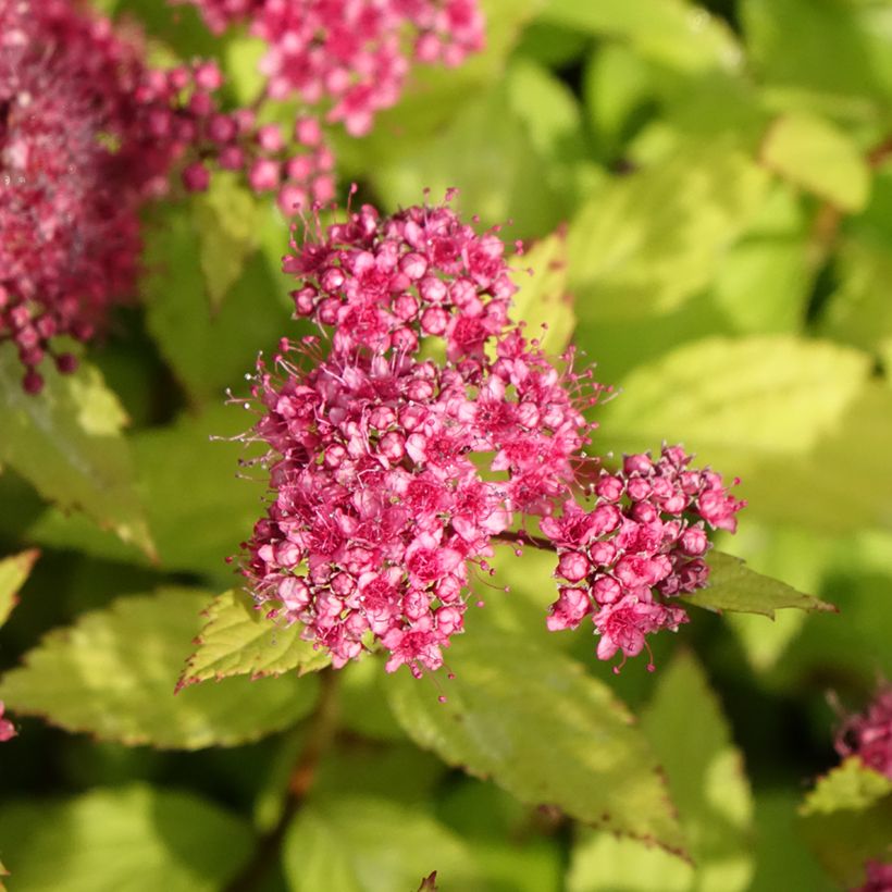 Spirée japonaise Magic Carpet - Spiraea japonica (Floraison)
