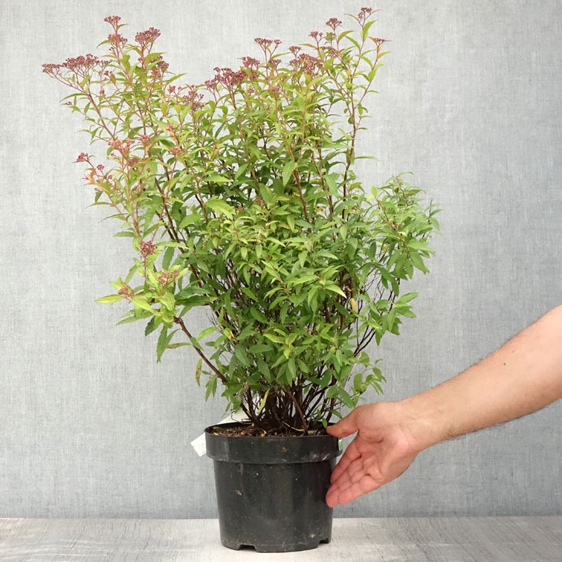 Spécimen de Spirée japonaise - Spiraea japonica Dart's Red Pot de 3L/4L tel que livré en été