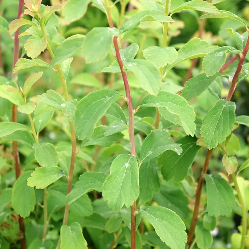 Spirée japonaise - Spiraea nipponica Halward's Silver (Feuillage)