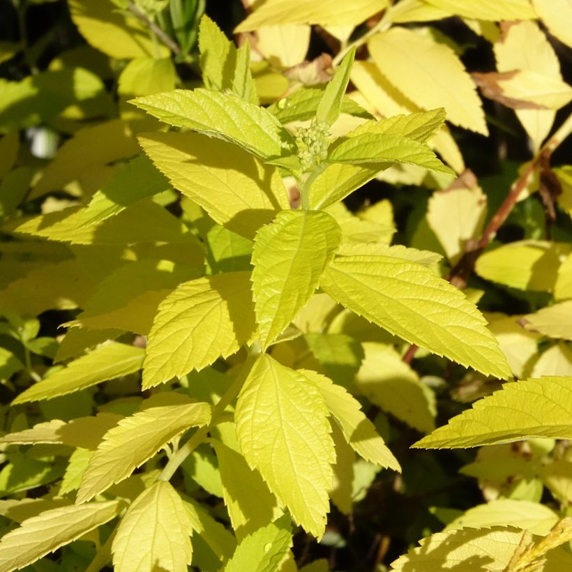 Spirée japonaise White Gold - Spiraea japonica (Feuillage)