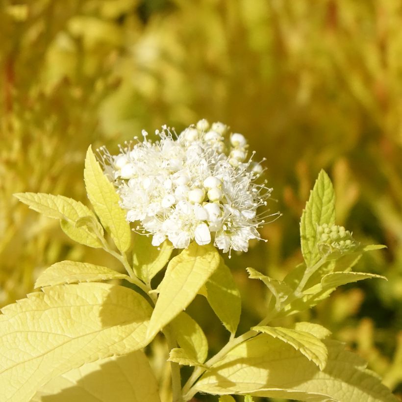 Spirée japonaise White Gold - Spiraea japonica (Floraison)