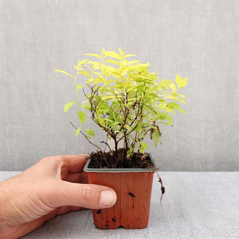 Spécimen de Spirée japonaise White Gold - Spiraea japonica Godet de 8/9 cm tel que livré au printemps
