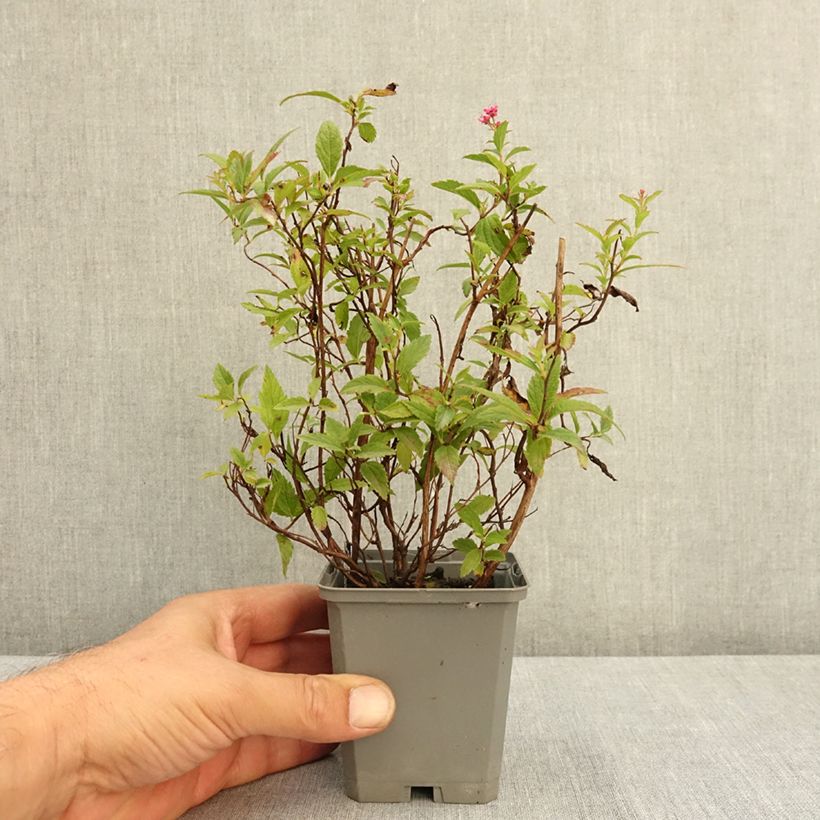 Spécimen de Spirée japonica Anthony Waterer - Spiraea japonaise Godet de 8/9 cm tel que livré en été