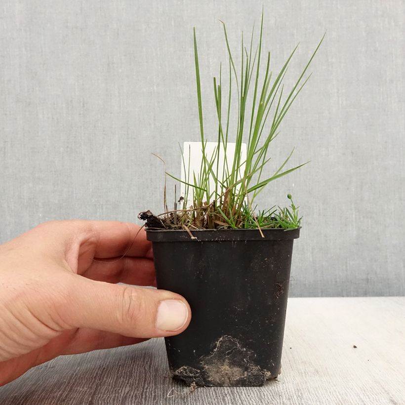 Spécimen de Sporobolus heterolepis Cloud - Graminée Sporobole à glumes inégales Godet de 8/9 cm tel que livré au printemps