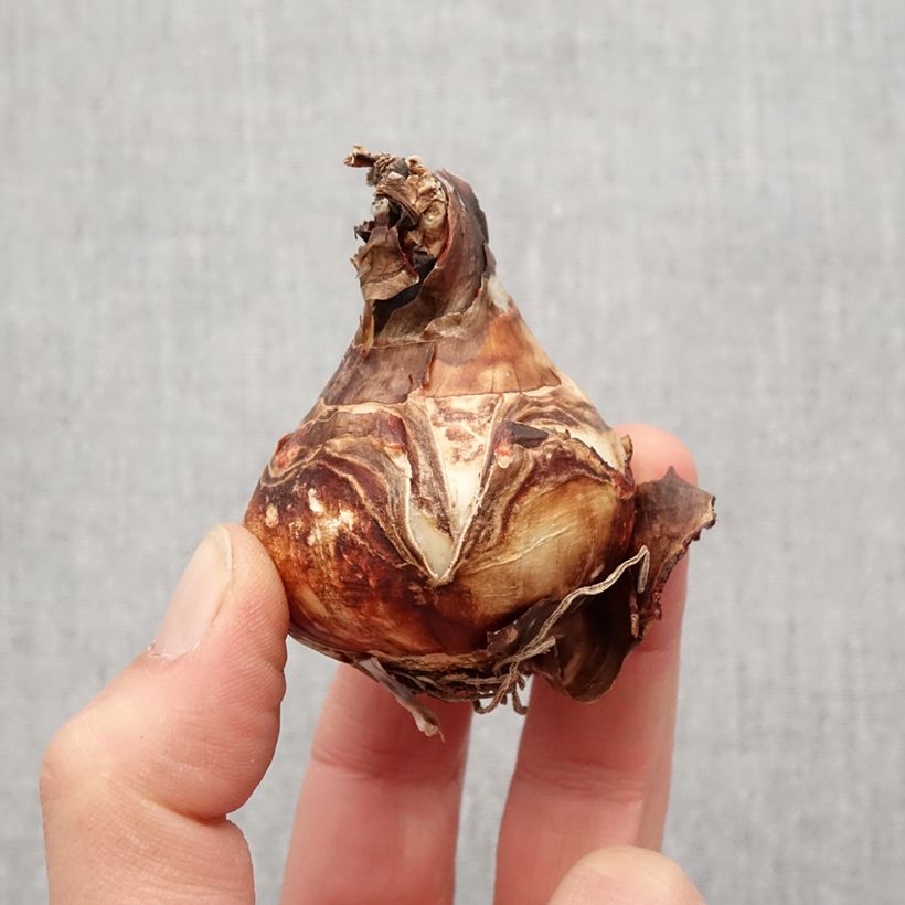 Example of Sprekelia formosissima - Lis de St Jacques Bulbe calibre 16+ as you get in printemps