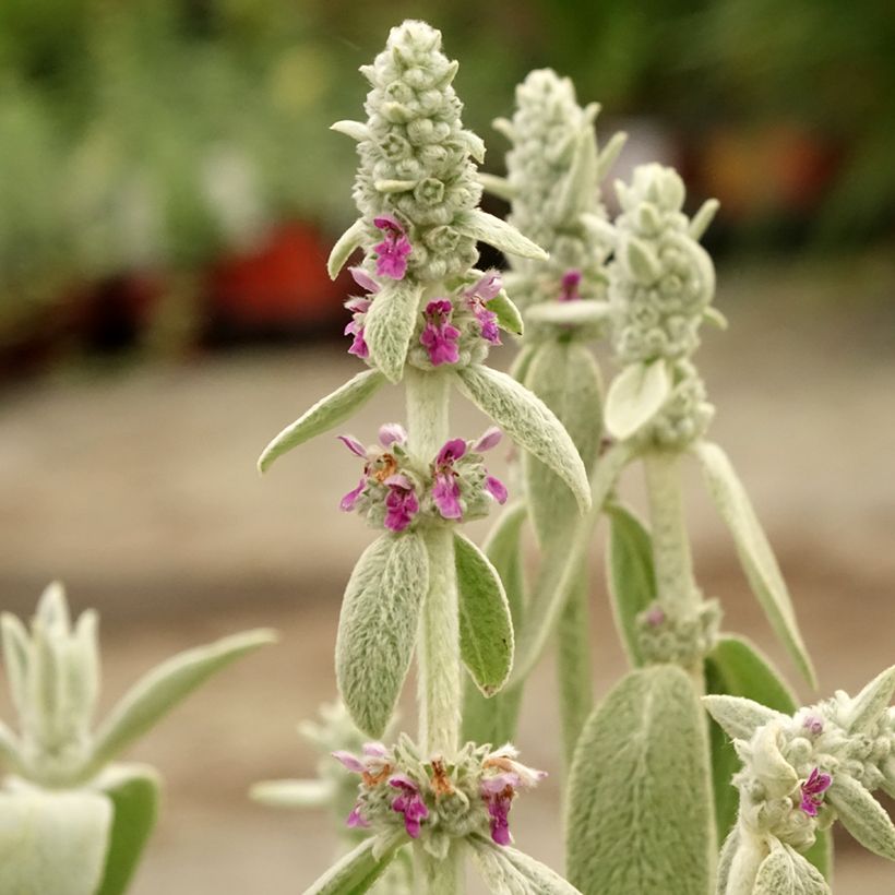 Stachys byzantina Big Ears - Oreille d'ours (Flowering)