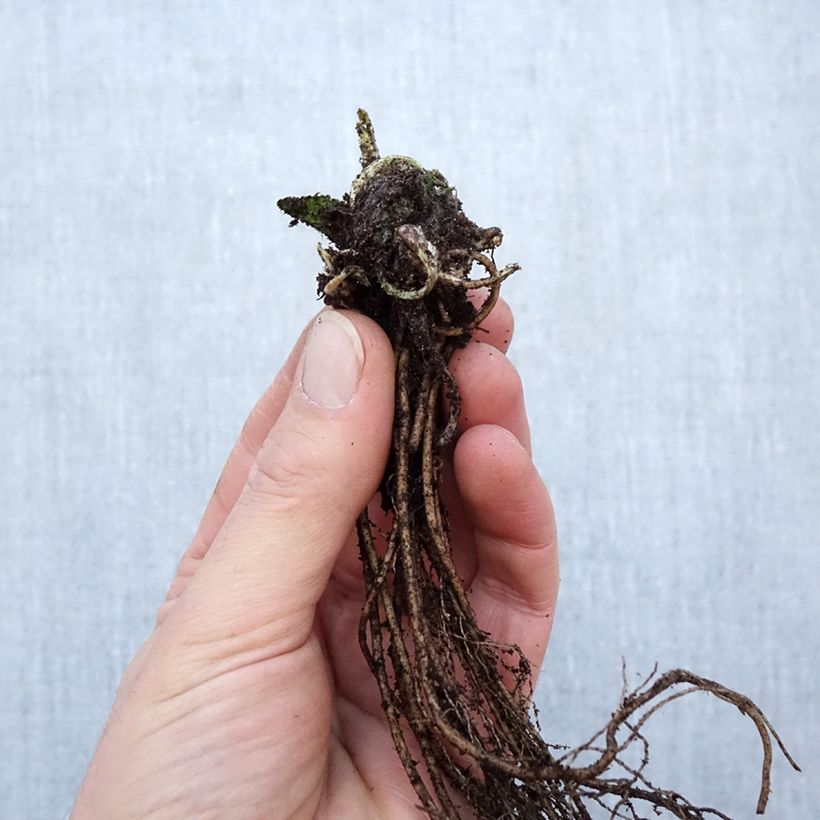 Spécimen de Stachys monieri Hummelo - Epiaire Racines nues, Qualité Extra équivalant à un pot de 2L tel que livré en hiver