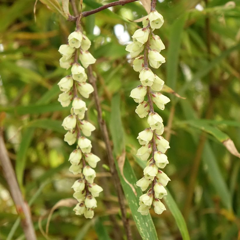 Stachyurus chinensis Joy Forever (Floraison)