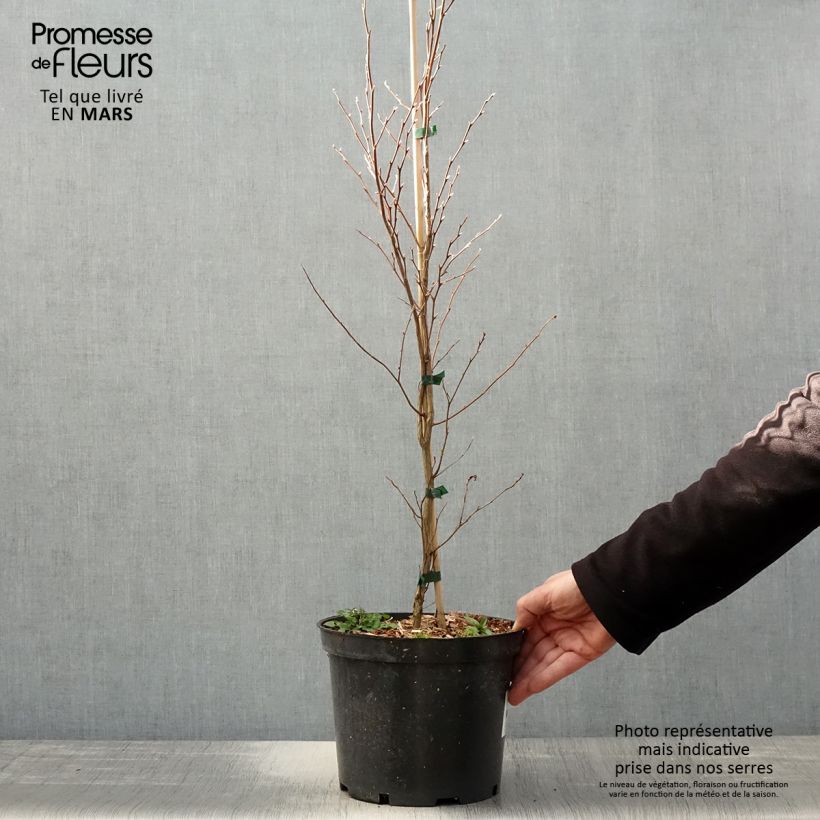 Example of Stewartia monadelpha  Pot de 4L/5L as you get in printemps