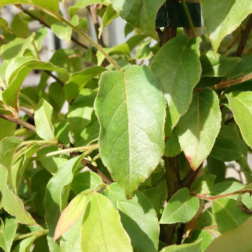 Stewartia monadelpha  (Foliage)