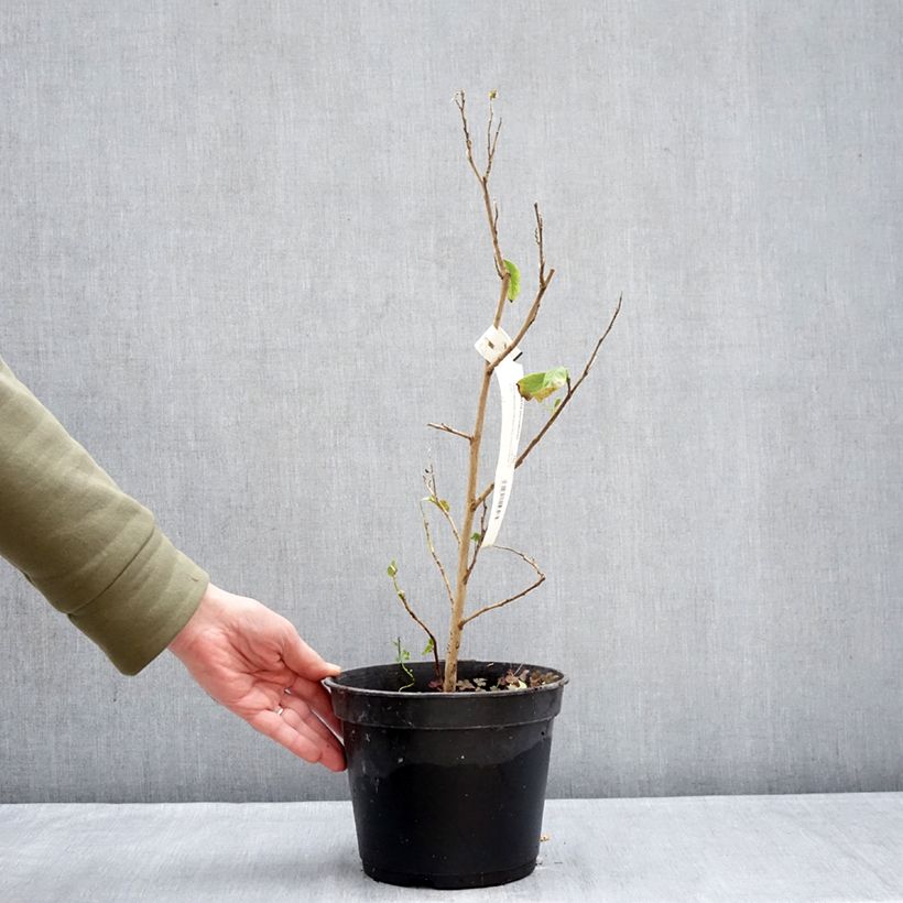 Spécimen de Stewartia pteropetiolata Pot de 4L/5L tel que livré en hiver