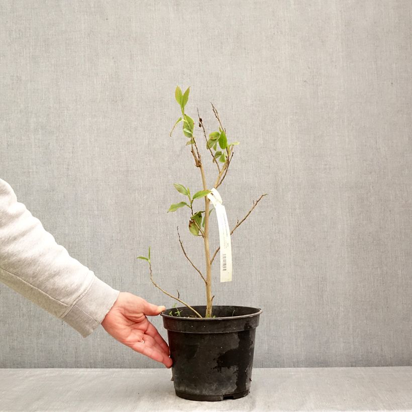 Spécimen de Stewartia pteropetiolata Pot de 4L/5L tel que livré au printemps