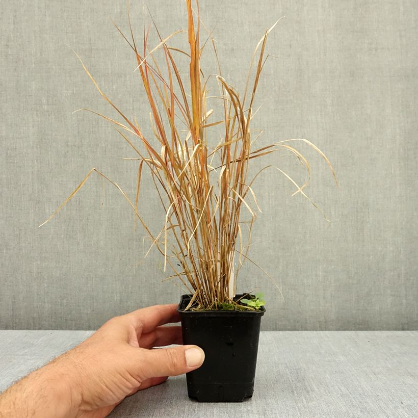 Spécimen de Stipa arundinacea Sirocco - Anemanthele lessoniana Godet de 8/9 cm tel que livré en été