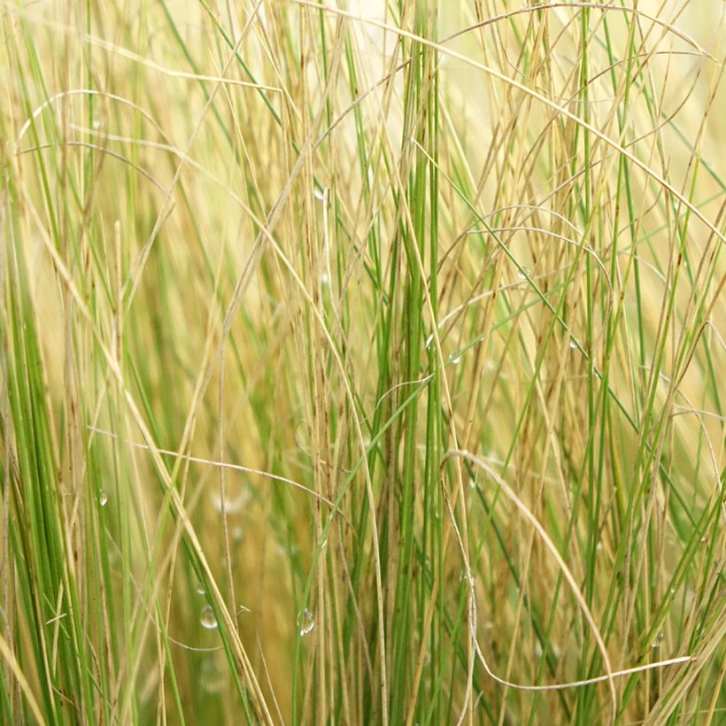 Stipa pennata (Feuillage)