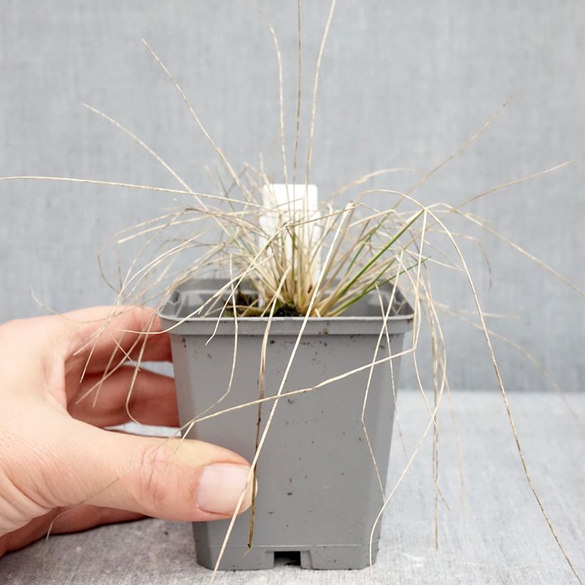 Spécimen de Stipa splendens - Achnaterum Godet de 8/9 cm tel que livré en hiver