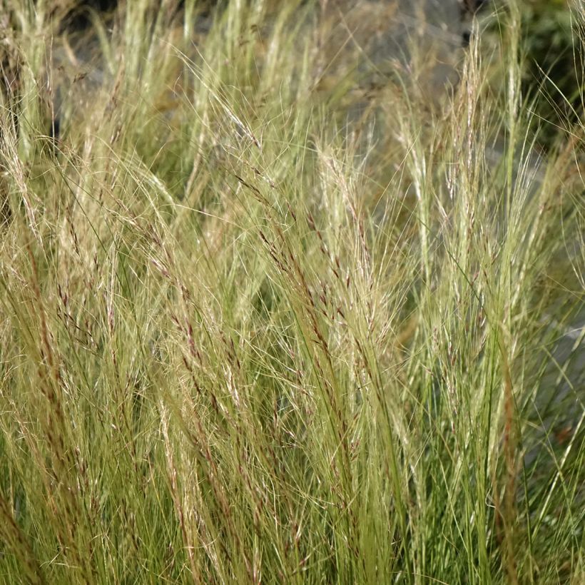 Stipa trichotoma Palomino - Stipe à feuilles dentées (Floraison)