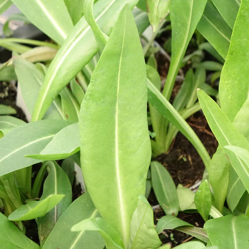 Stokesia laevis Alba - Bleuet d'Amérique - Stokésie blanche (Feuillage)