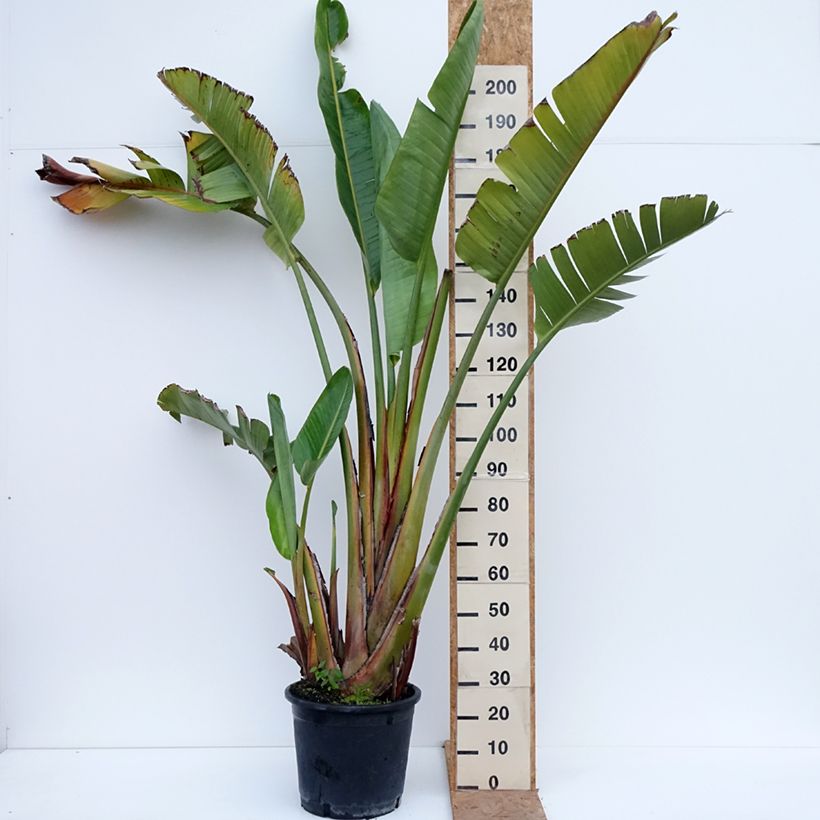Spécimen de Strelitzia augusta (alba) - Oiseau de Paradis blanc  Pot de 30L/35L tel que livré en automne
