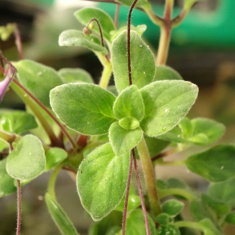 Streptocarpus pourpre - Primevère du Cap (Foliage)