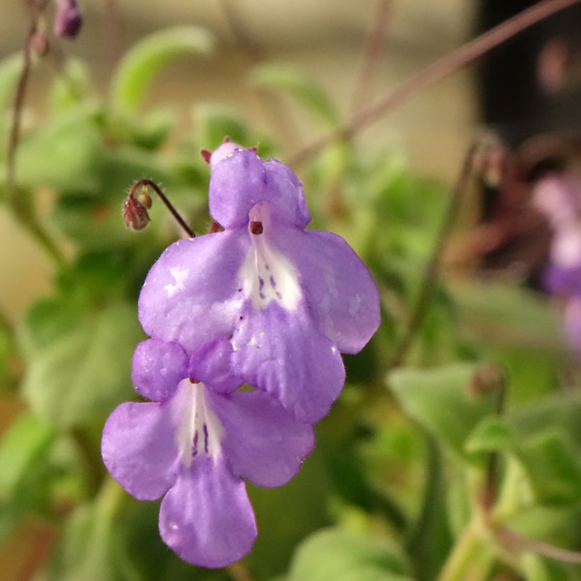 Streptocarpus pourpre - Primevère du Cap (Flowering)