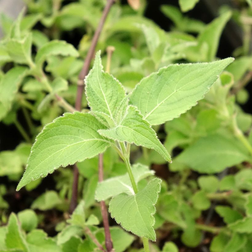 Strobilanthes attenuata Blue Carpet - Strobilanthe (Feuillage)