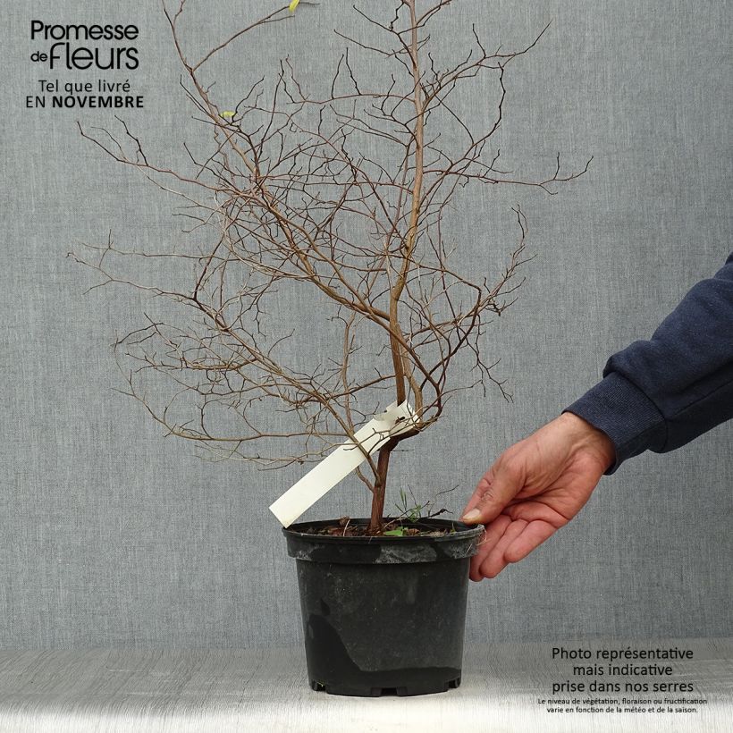 Spécimen de Styrax japonicus - Styrax japonais Pot de 3L/4L tel que livré en automne