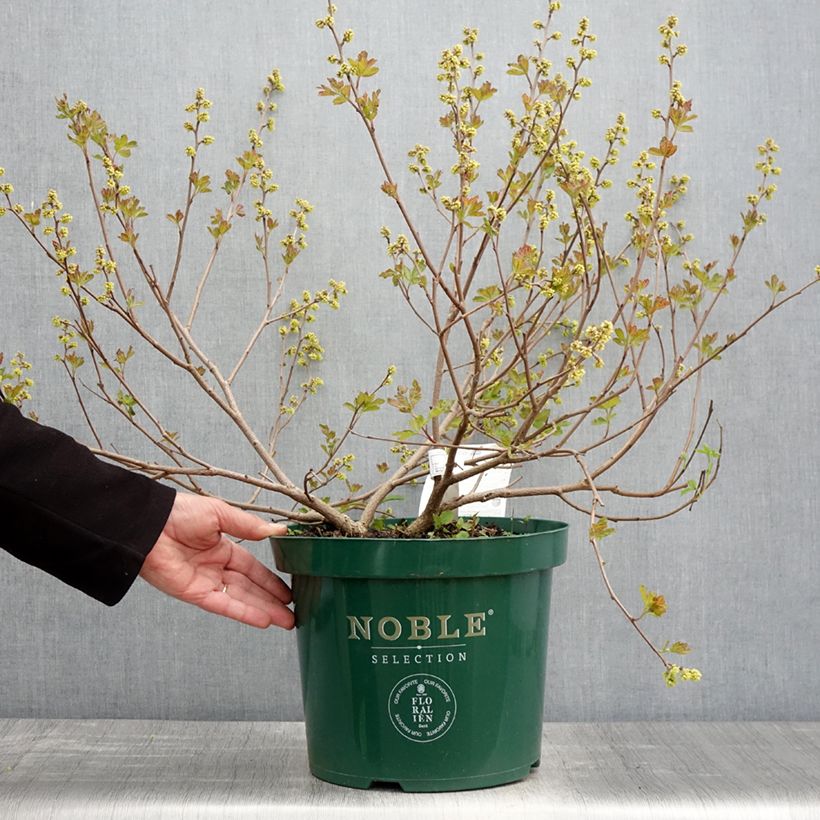 Spécimen de Sumac aromatique - Rhus aromatica Gro-Low Pot de 7,5L/10L tel que livré au printemps