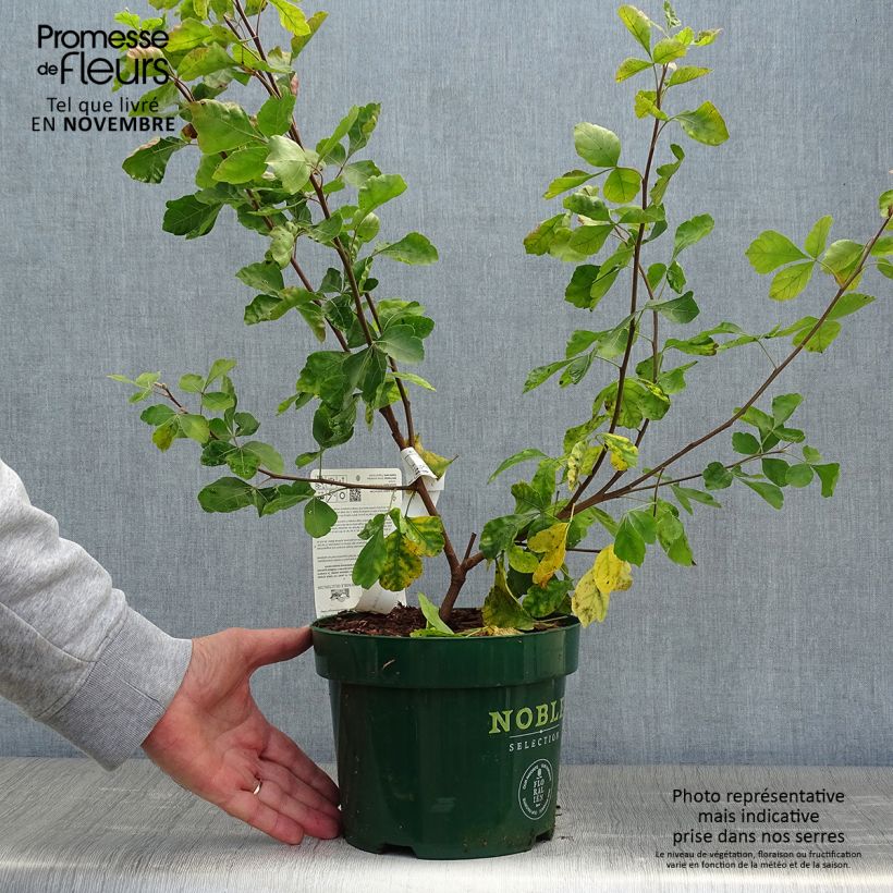 Spécimen de Sumac aromatique - Rhus aromatica Gro-Low Pot de 3L/4L tel que livré en automne