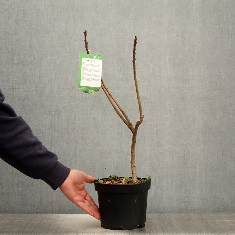 Spécimen de Sumac de Virginie - Rhus typhina Dissecta Pot de 3L/4L tel que livré au printemps