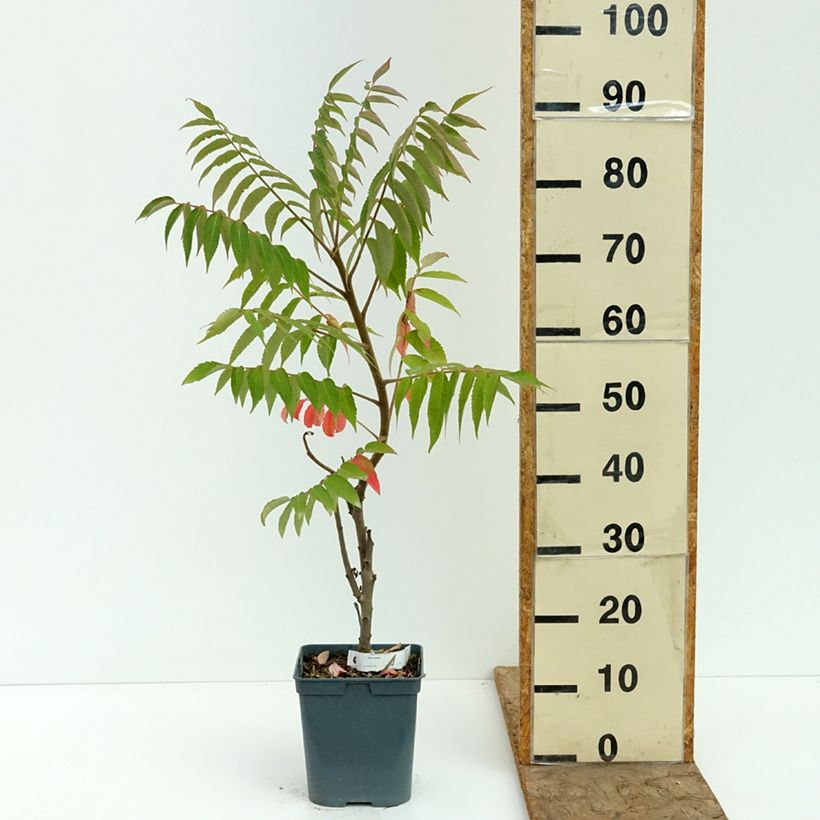 Spécimen de Sumac de Virginie - Rhus typhina Pot de 4L/5L tel que livré en été