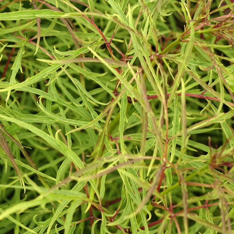 Sureau à grappes - Sambucus racemosa Tenuifolia (Feuillage)
