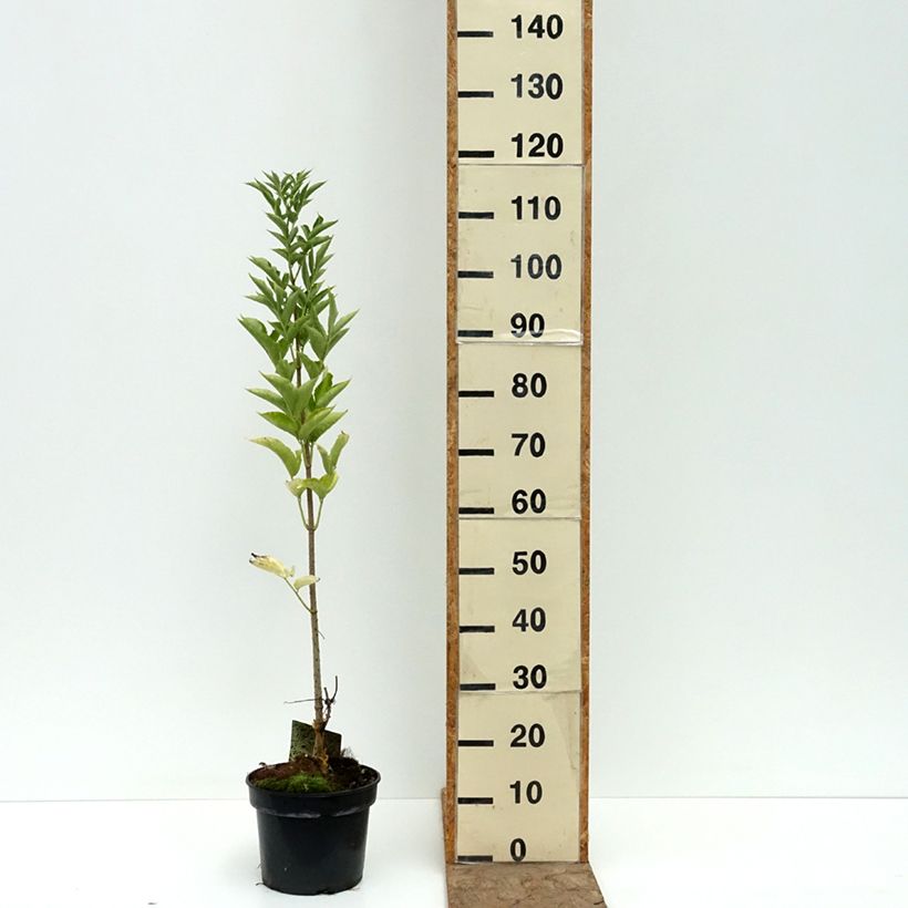Spécimen de Sureau à grappes - Sambucus racemosa Tenuifolia Pot de 4L/5L tel que livré en été