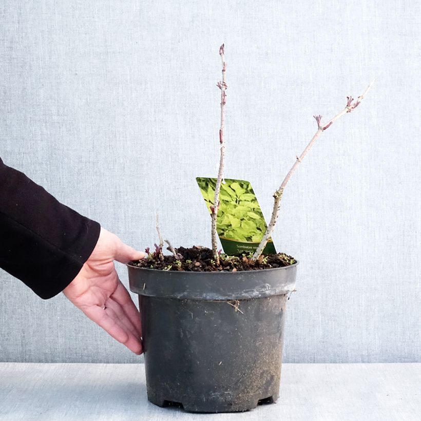 Spécimen de Sureau noir panaché - Sambucus nigra Luteovariegata Pot de 4L/5L tel que livré en hiver