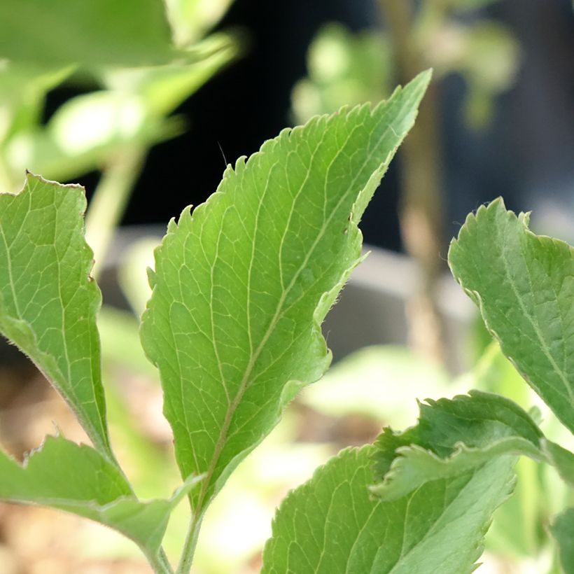 Sureau noir - Sambucus nigra Albida (Feuillage)