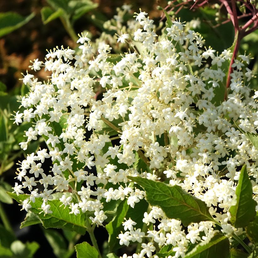 Sureau noir - Sambucus nigra Albida (Floraison)