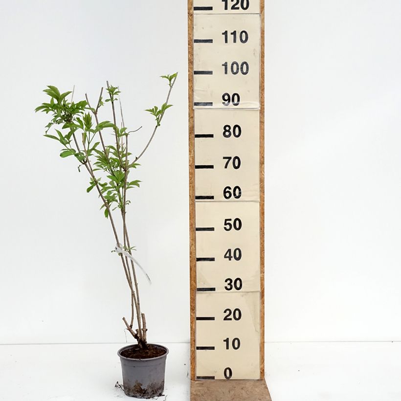 Spécimen de Sureau noir  - Sambucus nigra Aurea Pot de 2L/3L tel que livré au printemps