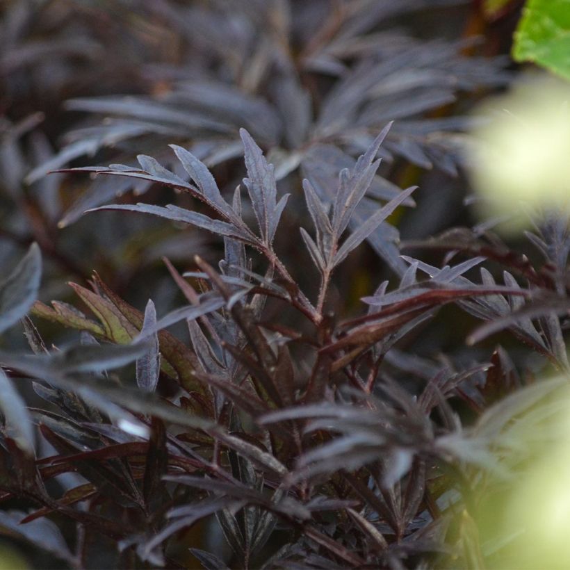 Sureau noir - Sambucus nigra Black Lace (Eva) (Feuillage)