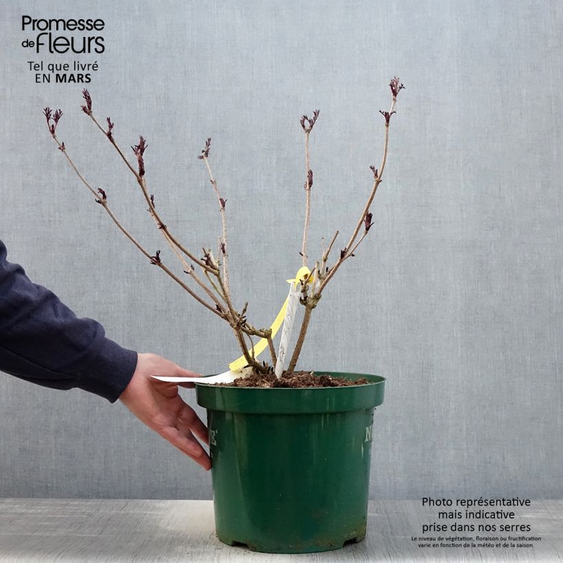 Spécimen de Sureau noir - Sambucus nigra Black Lace (Eva) Pot de 6L/7L tel que livré au printemps