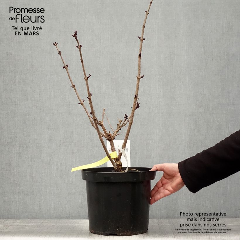Example of Sureau noir - Sambucus nigra Black Tower Pot de 7,5L/10L as you get in printemps