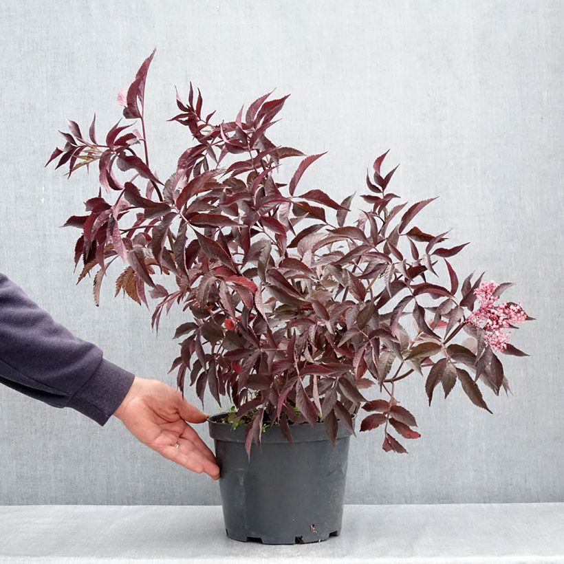 Spécimen de Sureau noir - Sambucus nigra Blue Sheen Pot de 4L/5L tel que livré au printemps