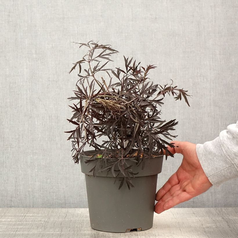 Spécimen de Sureau noir - Sambucus nigra Cherry Lace Pot de 3L/4L tel que livré au printemps