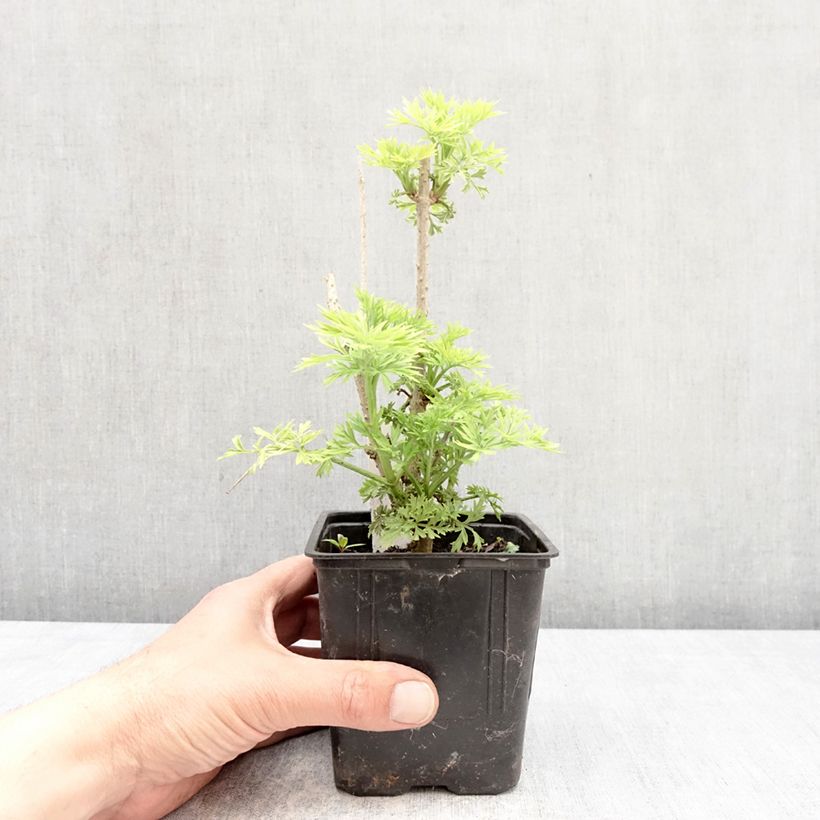 Spécimen de Sureau noir - Sambucus nigra Golden Tower Pot de 12 cm / 13 cm tel que livré au printemps