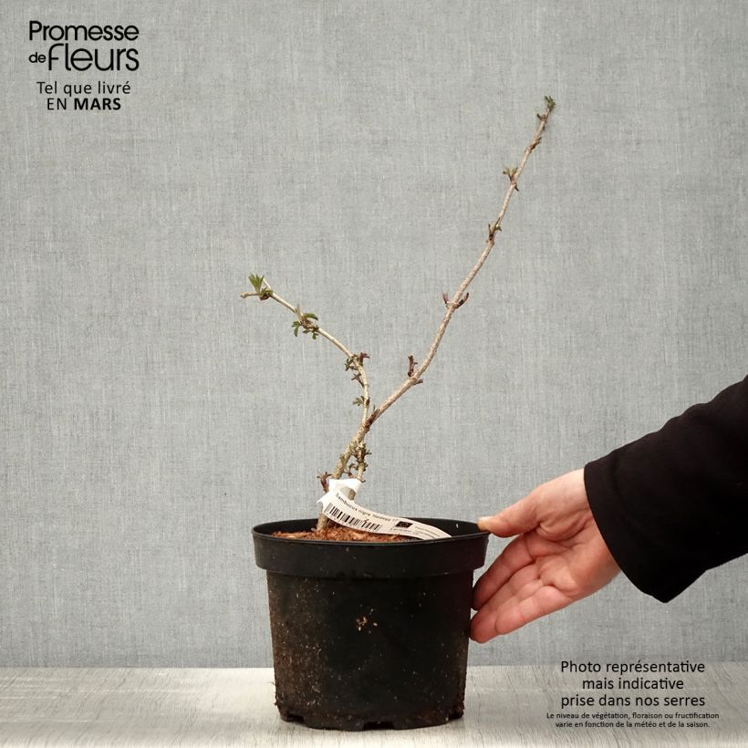 Spécimen de Sureau noir - Sambucus nigra Haidegg 17 Pot de 3L/4L, Touffe tel que livré au printemps