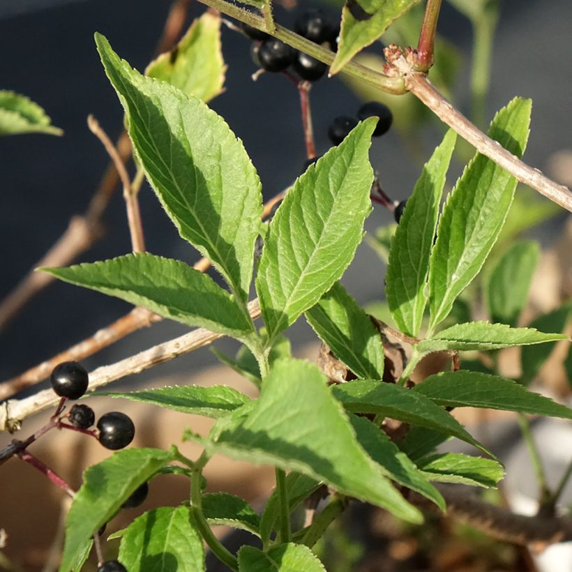 Sureau noir - Sambucus nigra Haidegg 17 (Feuillage)